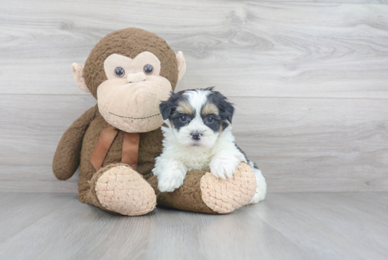 Teddy Bear Pup Being Cute