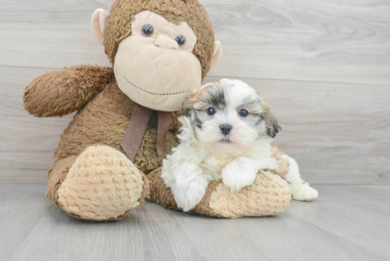 Teddy Bear Pup Being Cute