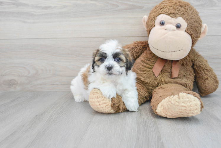 Popular Teddy Bear Designer Pup