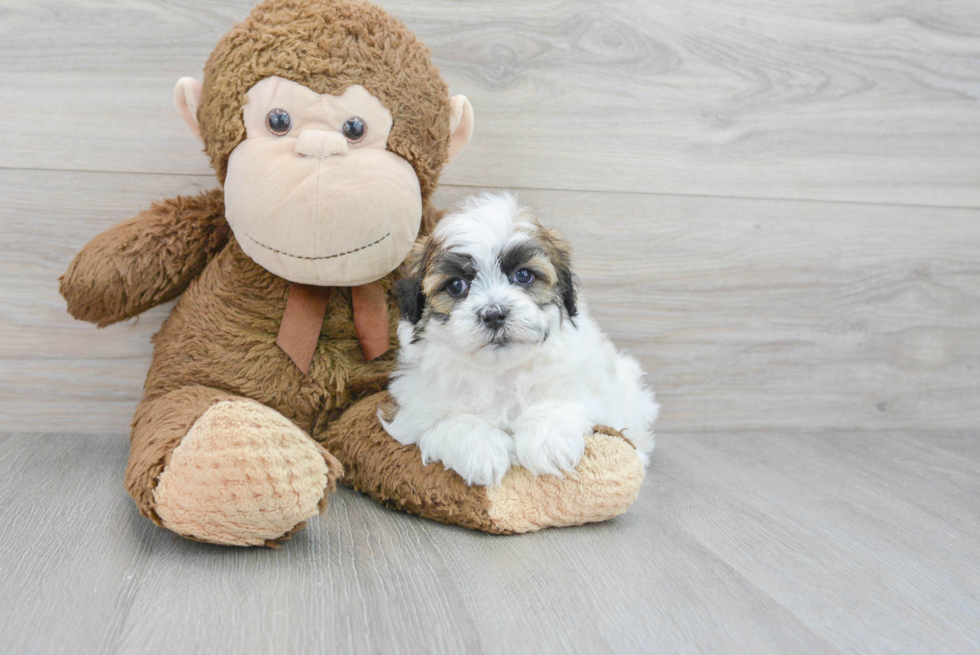 Playful Shichon Designer Puppy