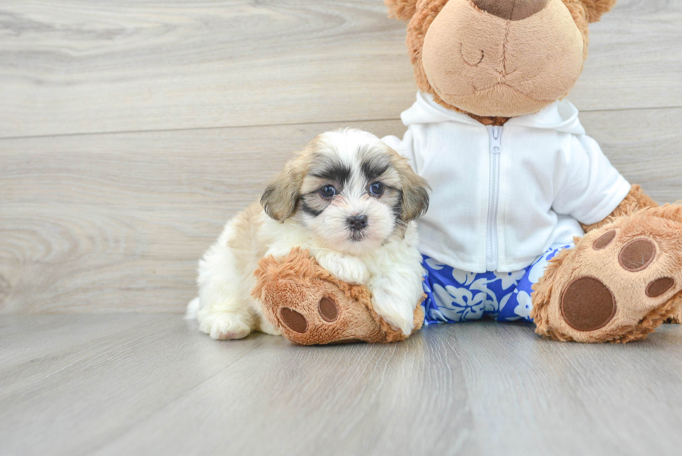 Cute Teddy Bear Baby