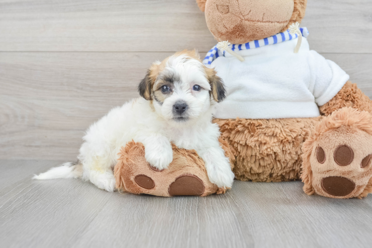 Sweet Teddy Bear Baby