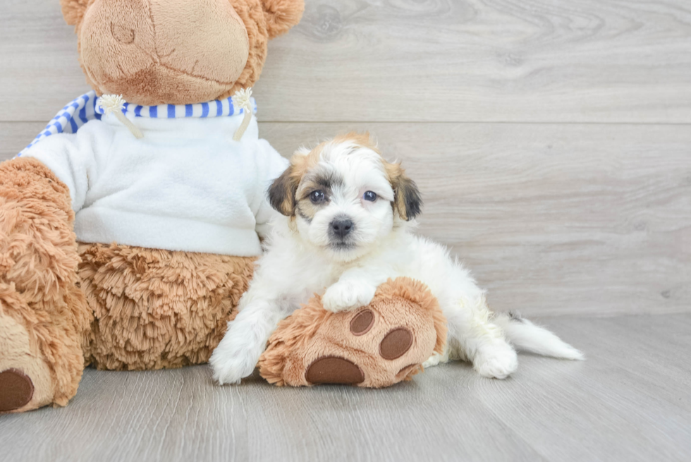 Smart Teddy Bear Designer Pup