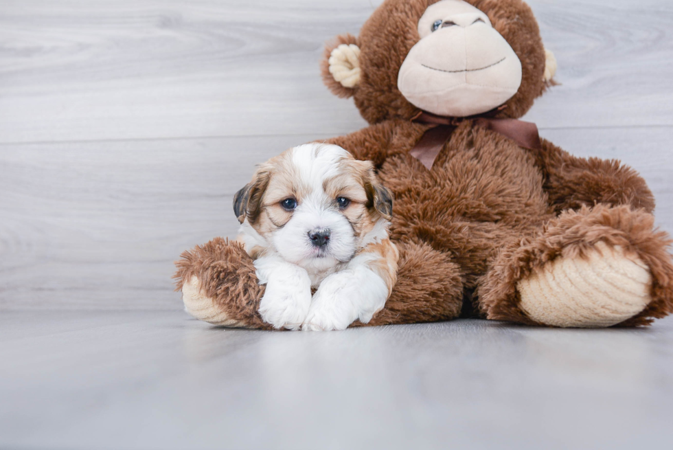 Friendly Teddy Bear Baby