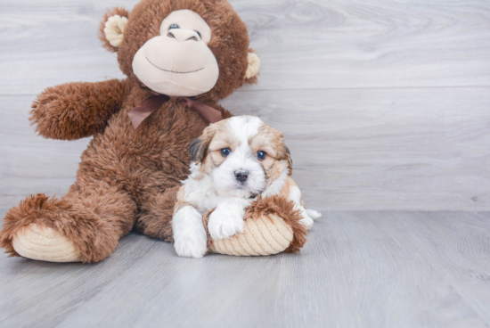 Teddy Bear Pup Being Cute