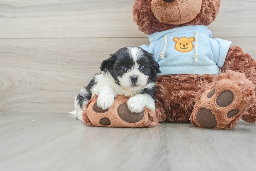 Teddy Bear Pup Being Cute