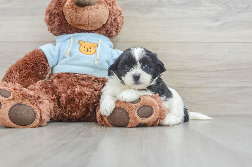 5 week old Teddy Bear Puppy For Sale - Premier Pups