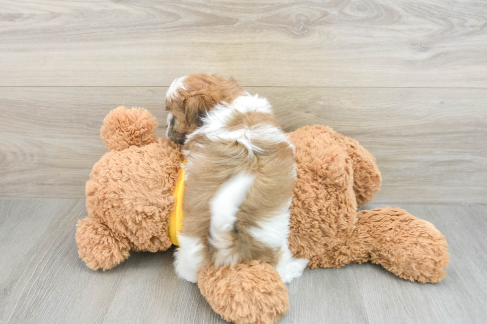 Smart Teddy Bear Designer Pup