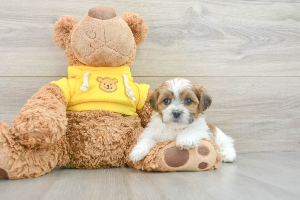 Popular Teddy Bear Designer Pup