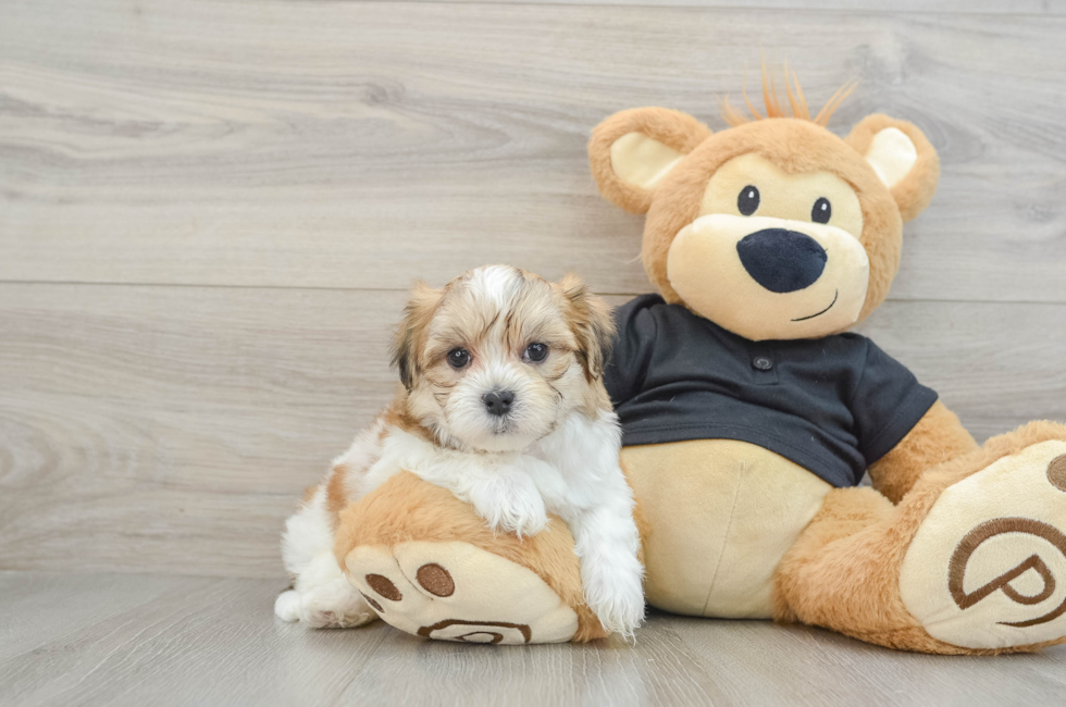 7 week old Teddy Bear Puppy For Sale - Premier Pups