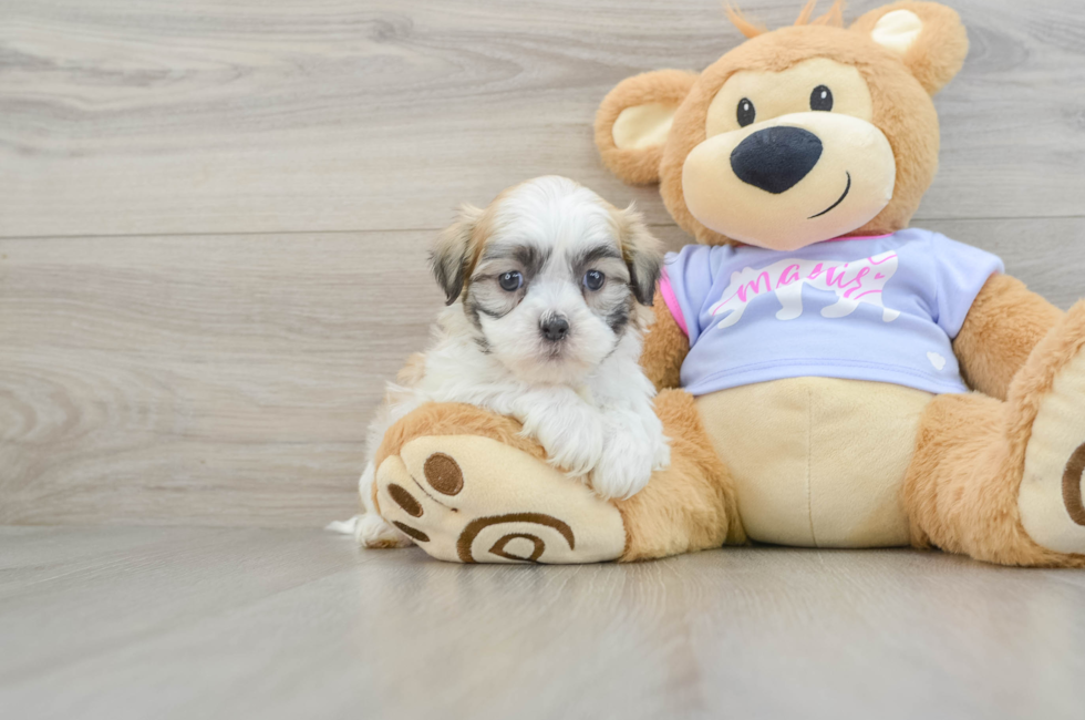 5 week old Teddy Bear Puppy For Sale - Premier Pups