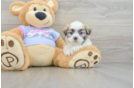 Fluffy Teddy Bear Designer Pup