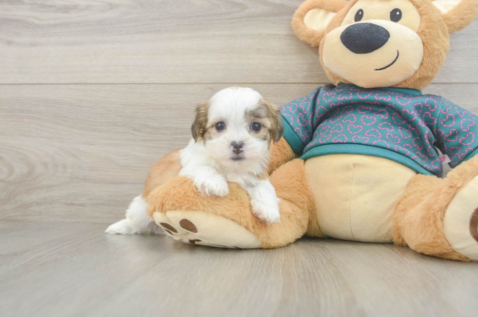 5 week old Teddy Bear Puppy For Sale - Premier Pups