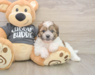 6 week old Teddy Bear Puppy For Sale - Premier Pups
