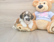 7 week old Teddy Bear Puppy For Sale - Premier Pups