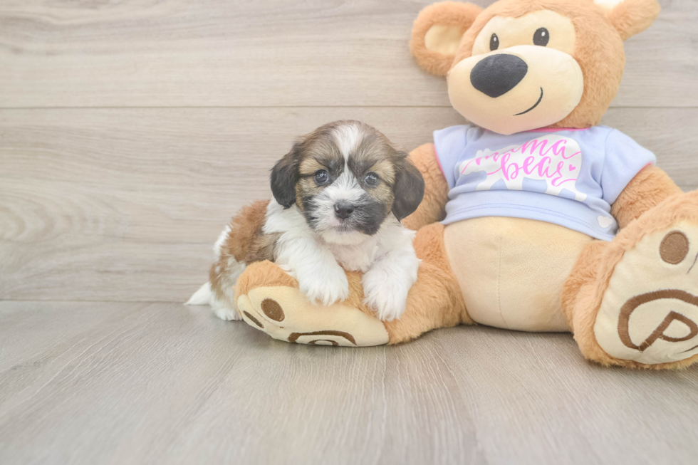 Meet Gatsby - our Teddy Bear Puppy Photo  1/3 - Premier Pups Funny Teddy Bear Designer Pup
