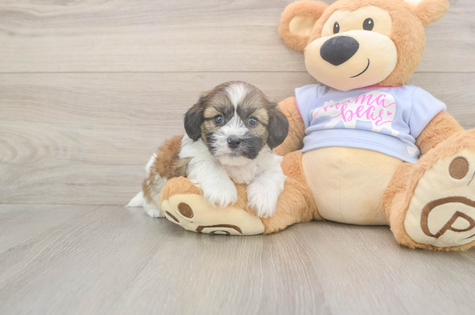 5 week old Teddy Bear Puppy For Sale - Premier Pups