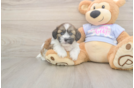 Meet Gatsby - our Teddy Bear Puppy Photo  1/3 - Premier Pups Funny Teddy Bear Designer Pup