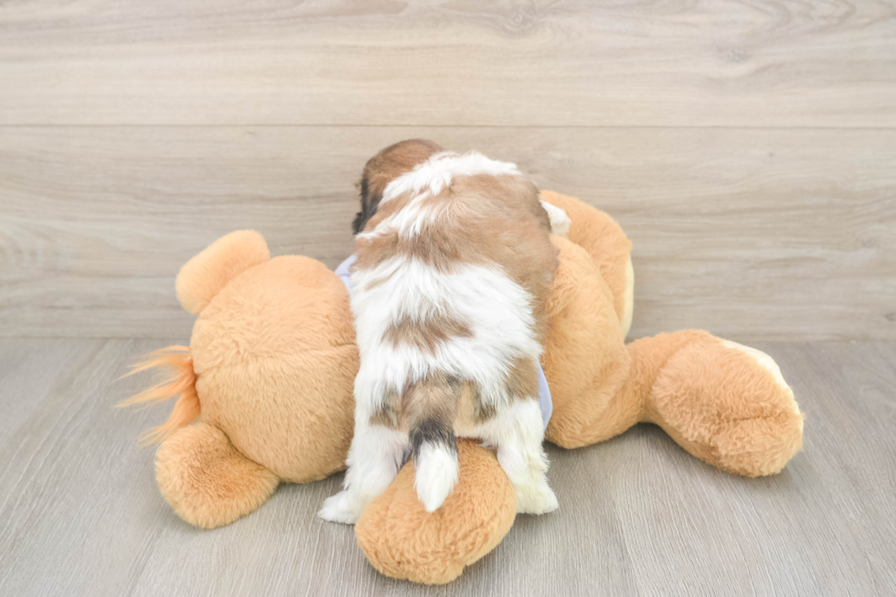 Meet Gatsby - our Teddy Bear Puppy Photo  3/3 - Premier Pups Teddy Bear Puppy for Adoption