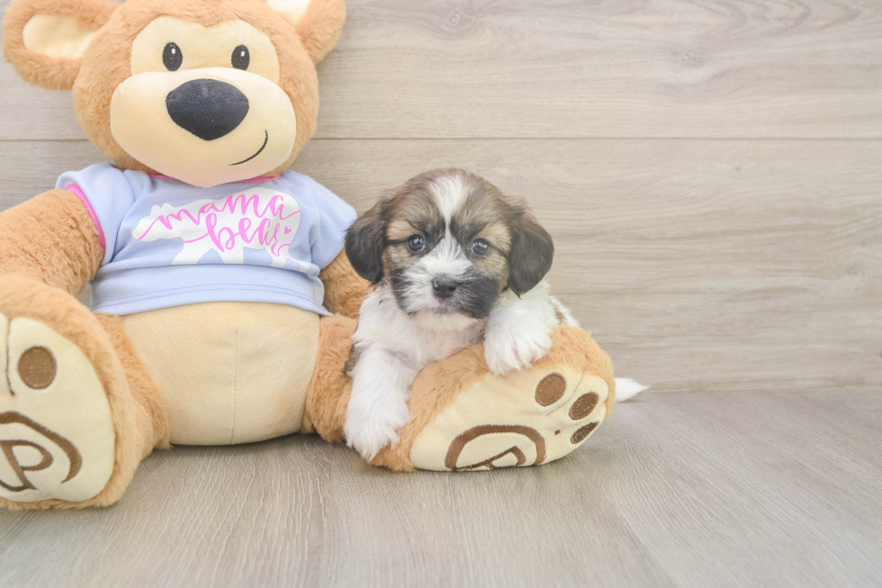 Meet Gatsby - our Teddy Bear Puppy Photo  2/3 - Premier Pups Best Teddy Bear Baby