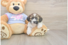 Meet Gatsby - our Teddy Bear Puppy Photo  2/3 - Premier Pups Best Teddy Bear Baby