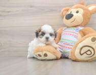 5 week old Teddy Bear Puppy For Sale - Premier Pups