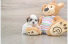 Energetic Shitzu Designer Puppy