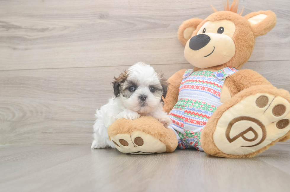 5 week old Teddy Bear Puppy For Sale - Premier Pups