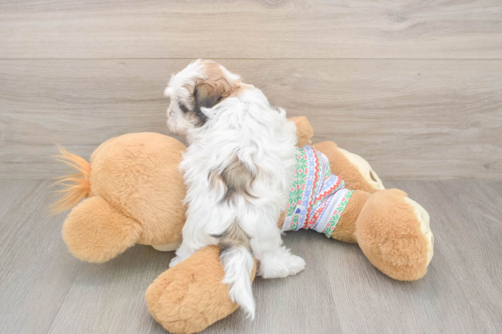 Teddy Bear Puppy for Adoption