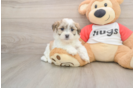 Energetic Shit Designer Puppy