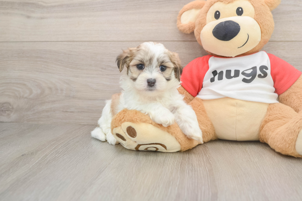 Energetic Shit Designer Puppy