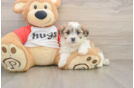 Best Teddy Bear Baby