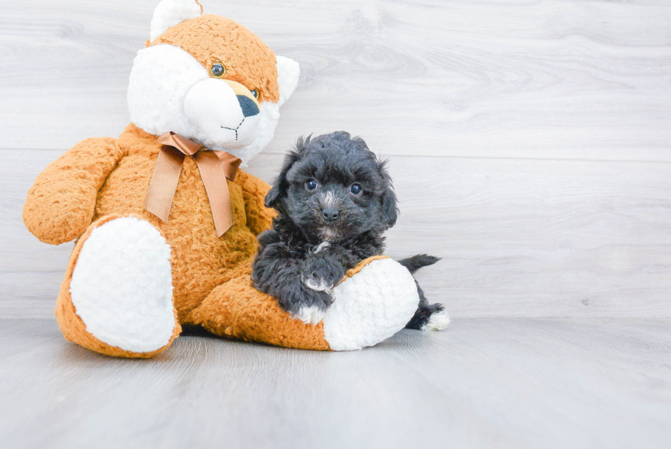 Teddy Bear Pup Being Cute