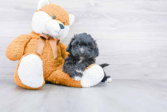 Teddy Bear Pup Being Cute