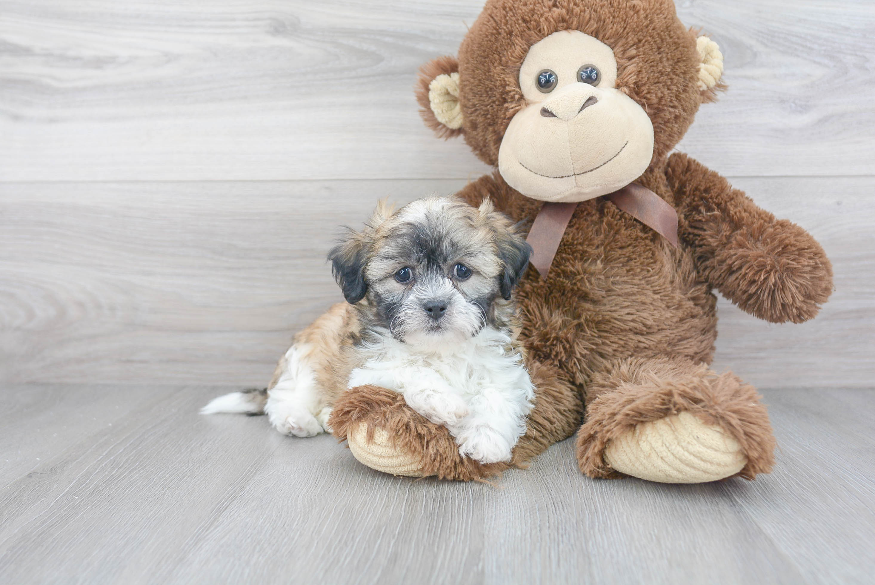 Teddy Bear Pup Being Cute