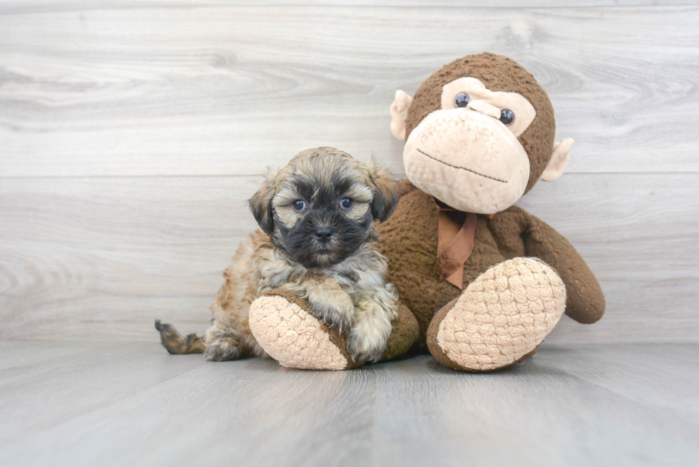 Teddy Bear Pup Being Cute