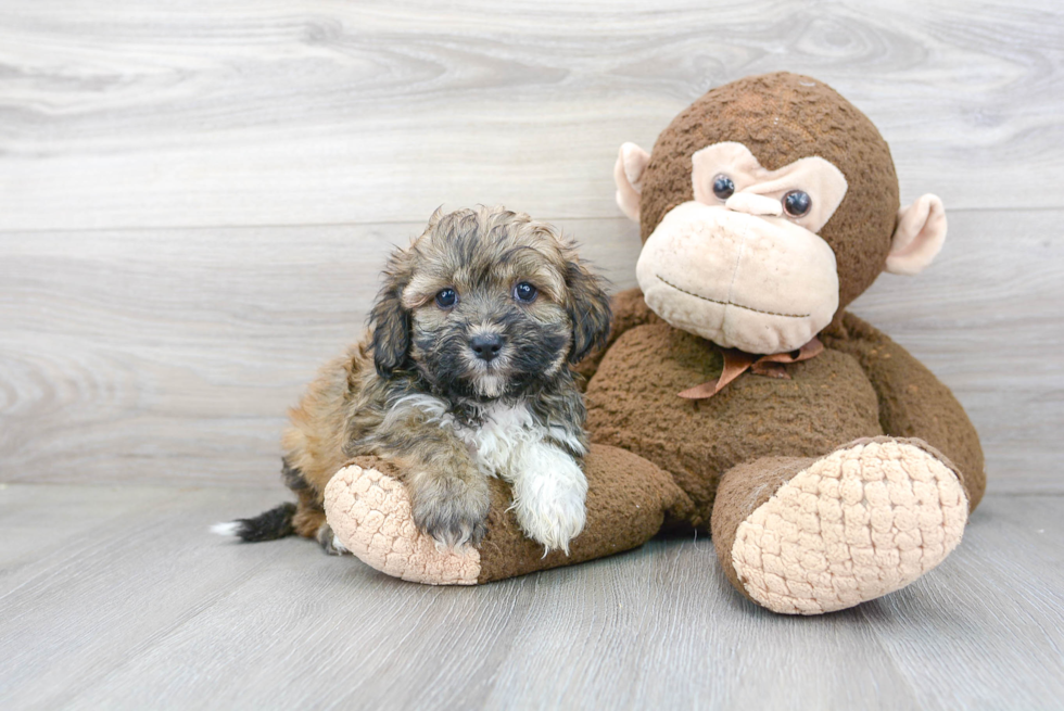 Teddy Bear Puppy for Adoption