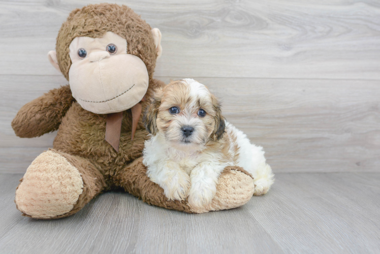 Best Teddy Bear Baby