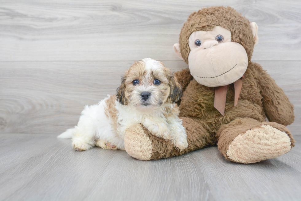 Cute Shit Designer Puppy
