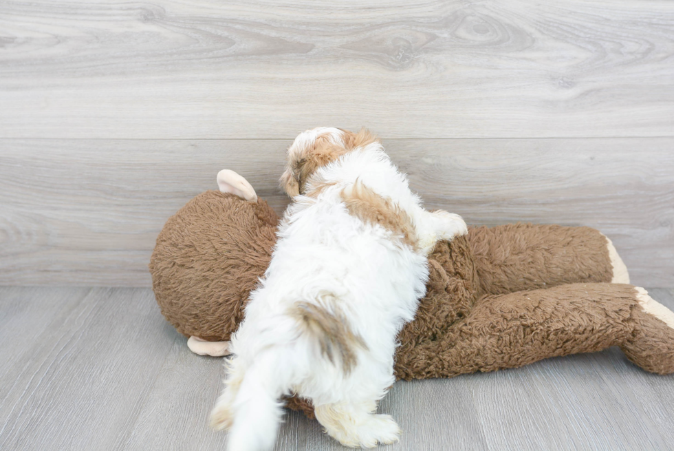 Cute Shi Chon Designer Puppy