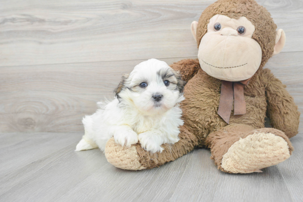 Teddy Bear Pup Being Cute