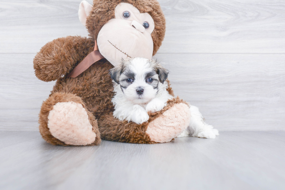 Teddy Bear Pup Being Cute