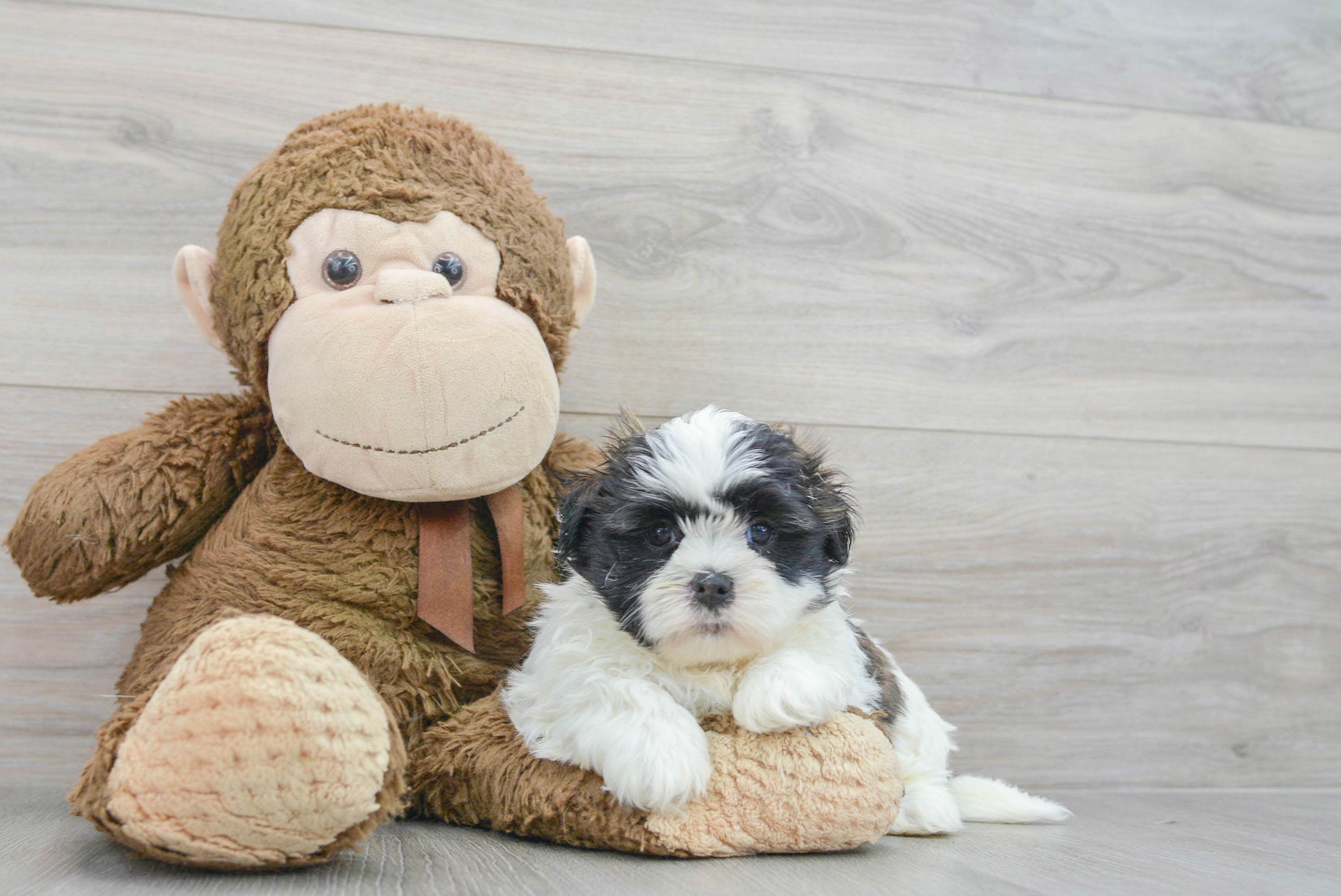 Friendly Teddy Bear Baby