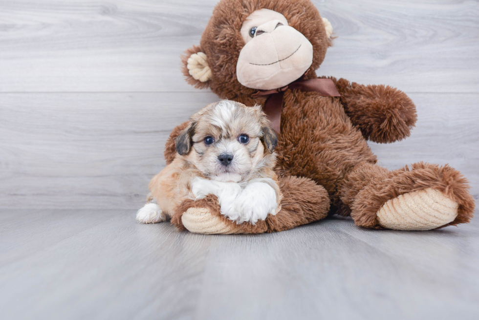 Teddy Bear Pup Being Cute