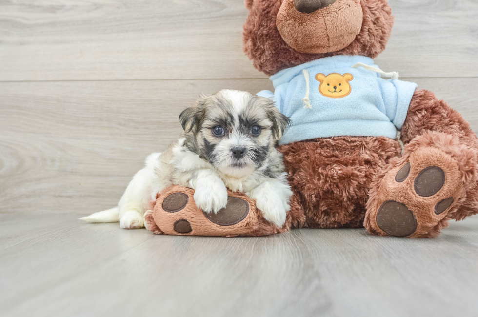 5 week old Teddy Bear Puppy For Sale - Premier Pups