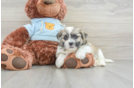 Smart Teddy Bear Designer Pup