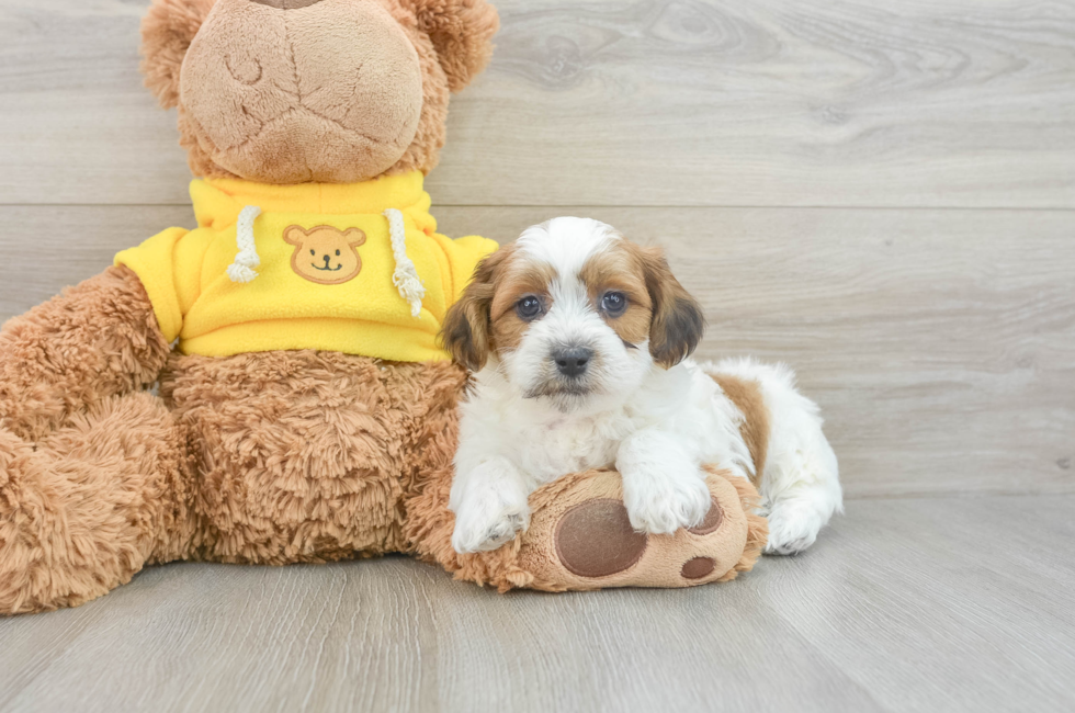 6 week old Teddy Bear Puppy For Sale - Premier Pups