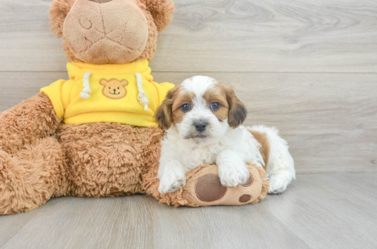 Teddy Bear Puppy for Adoption