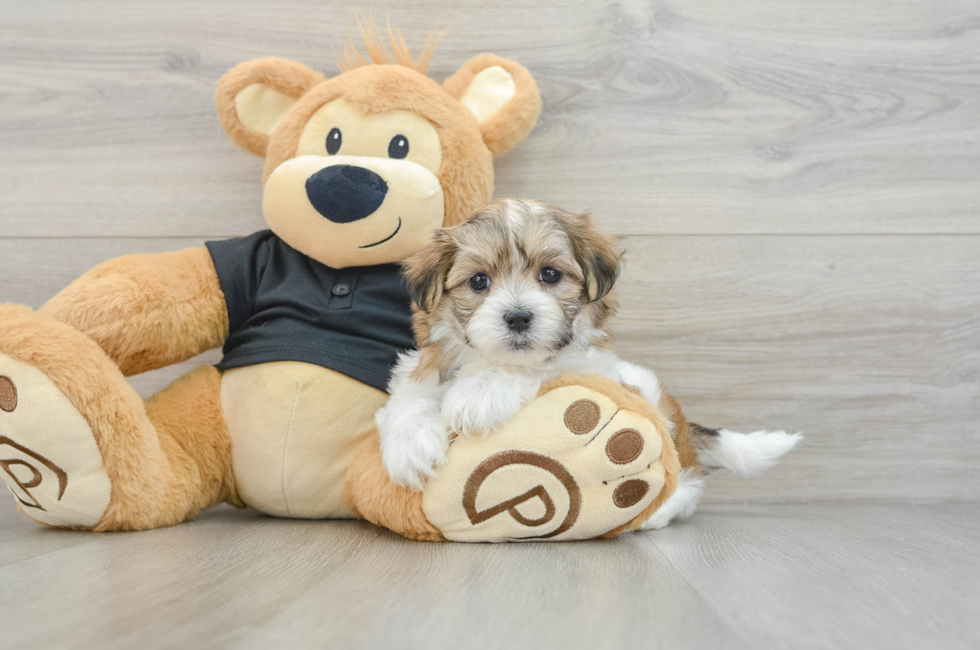 7 week old Teddy Bear Puppy For Sale - Premier Pups