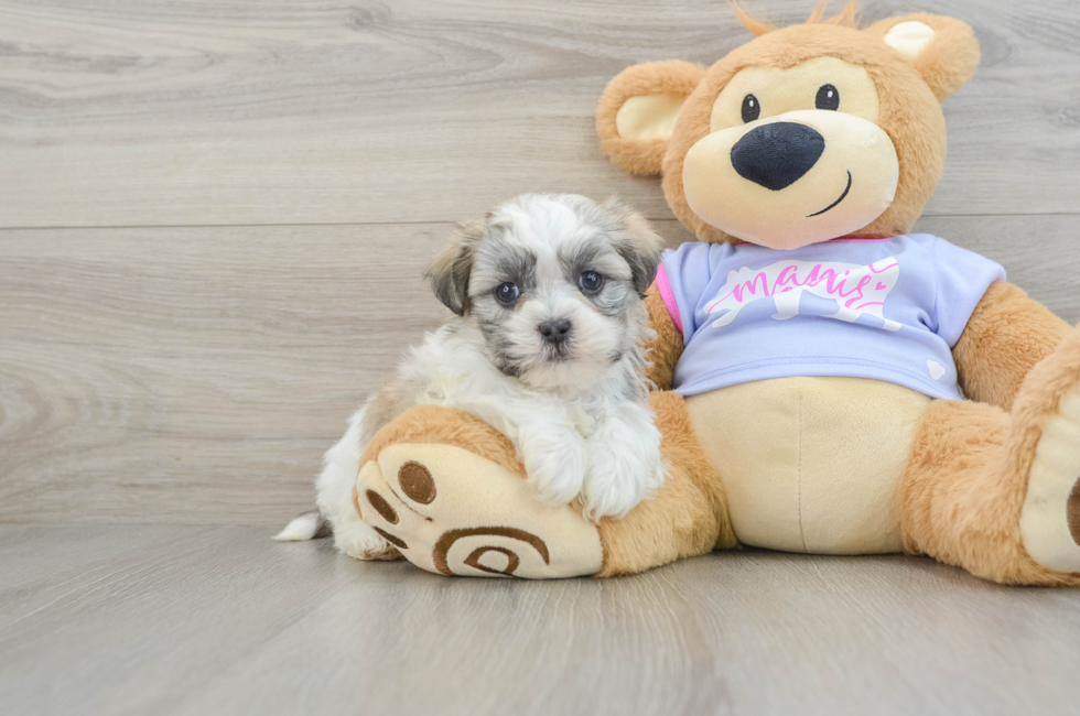 5 week old Teddy Bear Puppy For Sale - Premier Pups